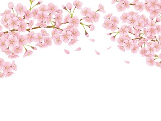 Fototapeta na wymiar 桜　桜の花　イラスト　ベクター