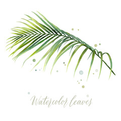 Digital watercolor painting tropical coconut palm leaves isolated on white background. Vector for your design.