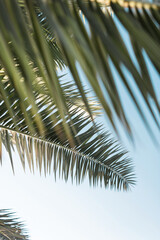 Coconut green palm trees with leaves, beautiful tropical background, vintage filter. Summer rest on island, close up