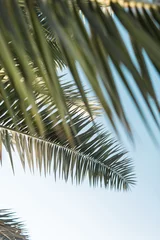 Afwasbaar Fotobehang Olijfgroen Kokos groene palmbomen met bladeren, prachtige tropische achtergrond, vintage filter. Zomerrust op eiland, close-up