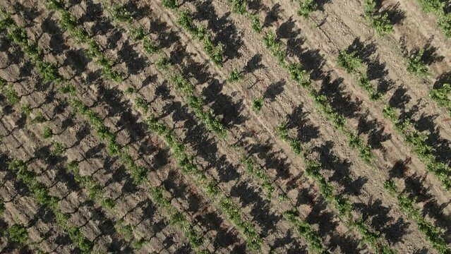 Diagonal vine shadow pattern of low vertical aerial vineyard flyover