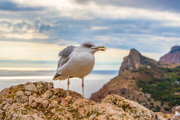 Seagull sitting on mountain cliff against seascape in autumn cloudy day. Wild birds sea gulls in nature in mountain area on background of sky and water. Beautiful natural scenery