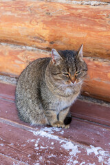 Abandoned cat sitting outdoors near house wall. Sad fluffy grey cat freezing in winter. Pets protection concept
