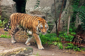 Fototapeta na wymiar a tiger sneaks around in the jungle