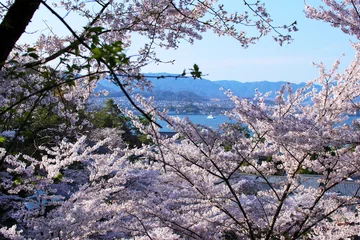 Zelfklevend Fotobehang 宮島の春、桜と対岸の風景 © のら
