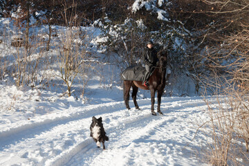 Ausritt im Schnee, Pferd mit Ausreitdecke mit Reiter auf einer zugeschneiten Straße mit Hund einem Border Collie unterwegs an einem sonnigen Tag