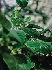 Spinach,Spinachdubai,Spinachuae,protein,helthprotein,green,greenplant,leaf,nature,pant,tree,garden,home garden,waterdropinthe leaff,growing,morning,organic,organunic,organic farm, waslhub,dubai,uae