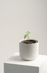 Cannabis Sativa Leaves in a pot on a white background - Medical Legal Marijuana