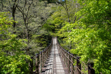 Fototapeta na wymiar 新緑の花貫渓谷の橋
