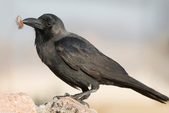 A raven bird is sitting on a stone and holding a bone in him beak. Side view.