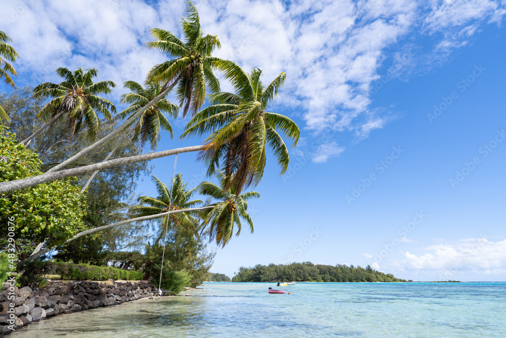 Wall mural tropical island with palm trees