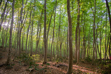 新潟県十日町の美人林