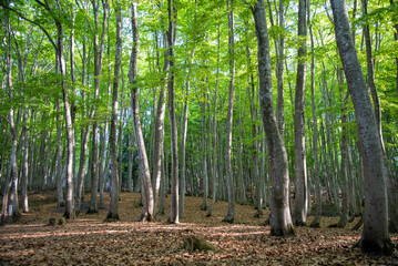新潟県十日町の美人林