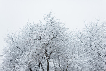 Beautiful snowy trees on a winter day. Tree branches with snow.