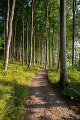 Trail leading through the beech forest - obrazy, fototapety, plakaty