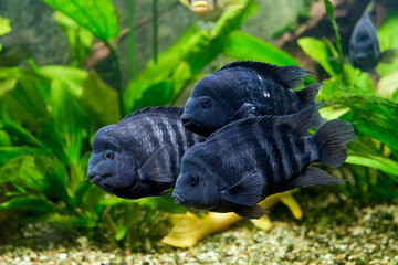 Three black fish in an aquarium on a background of green plants