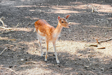 А little fawn on a deserted land looks around