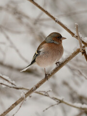 robin on snow