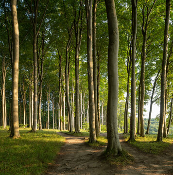 Beech forest in warm sunlight