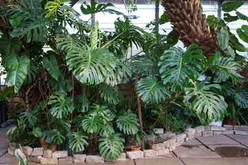 Exotic indoor garden interior with huge monstera leaves. Beautiful evergreen tropical plant growing...
