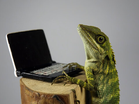 Close-up Of A Lizard And Notebook