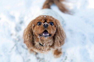 Happy, playful dog in snow