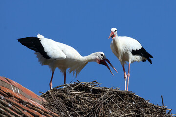 Weißstorch / White stork / Ciconia ciconia