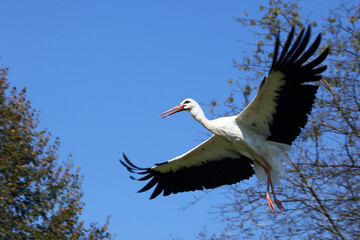 Weißstorch / White stork / Ciconia ciconia.