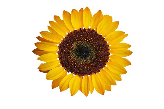 sunflower isolated on white background - image