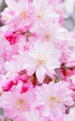 ピンクのシダレザクラのクローズアップ、庭の枝垂れ桜