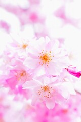 Obraz premium ピンクのシダレザクラのクローズアップ、庭の枝垂れ桜