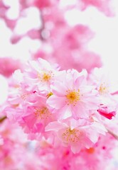 ピンクのシダレザクラのクローズアップ、庭の枝垂れ桜