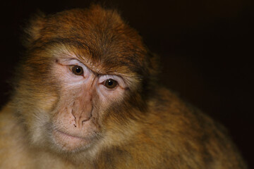 Berberaffe / Barbary macaque / Macaca sylvanus