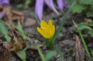 Blooming winter daffodil, scientific name Sternbergia greuteriana