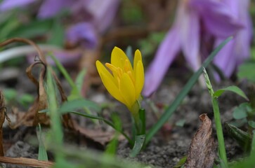 Obraz premium Blooming winter daffodil, scientific name Sternbergia greuteriana