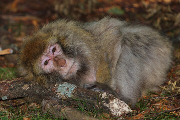 Berberaffe / Barbary macaque / Macaca sylvanus