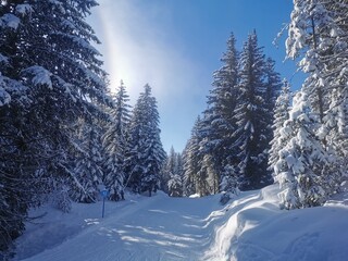snow covered trees