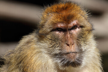 Berberaffe / Barbary macaque / Macaca sylvanus
