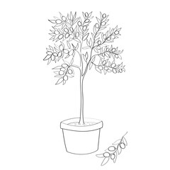 Line art of olive tree in pot. Vector illustration.
