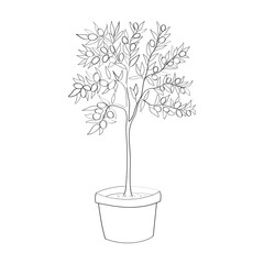 Line art of olive tree in pot. Vector illustration.