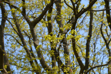 English oak