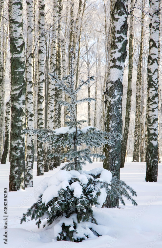 Fototapete Coniferous tree with snow-covered branches against the background of birch trunks in the sunlight