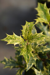Holly osmanthus Tricolor