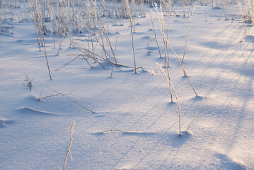 Frozen and frosty dry plants, snowy winter field background.