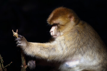 Berberaffe / Barbary macaque / Macaca sylvanus