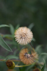 Lemonyellow false goldenaster