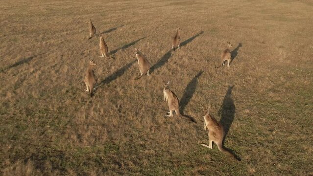 4k Aerial group of kangaroos in a field Drone overhead shot