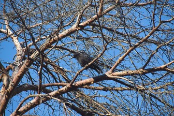 crow on a branch