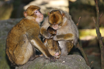 Berberaffe / Barbary macaque / Macaca sylvanus.