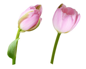 Set of pink tulip flowers isolated